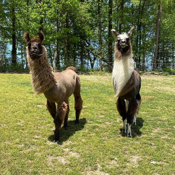 Meet your Posher, Deborah - Picture 1 of 1